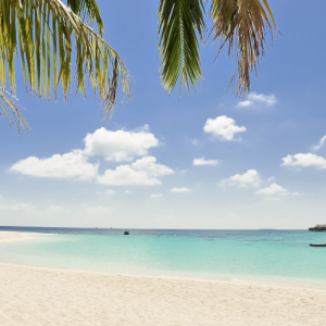 A sandy beach with palm trees and blue sea