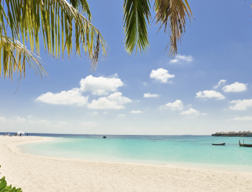 A sandy beach with palm trees and blue sea